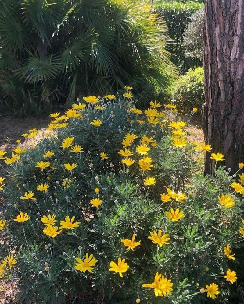 Bush Daisy Brings Year-Round Sunshine