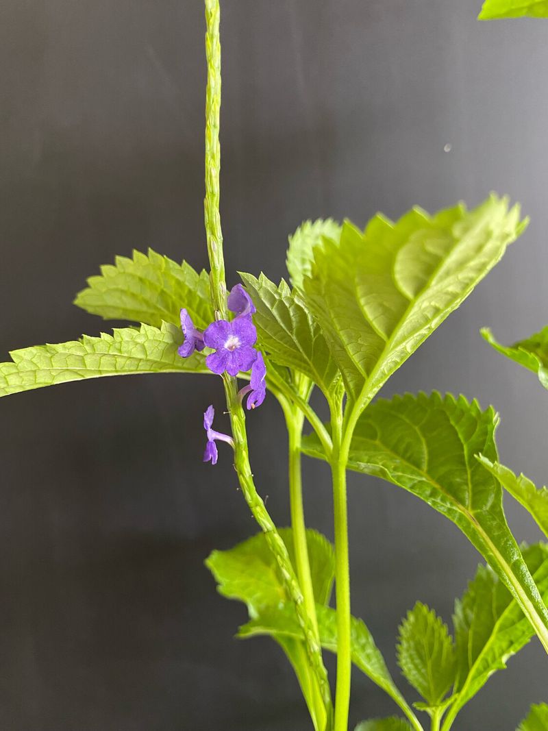 Blue Porterweed