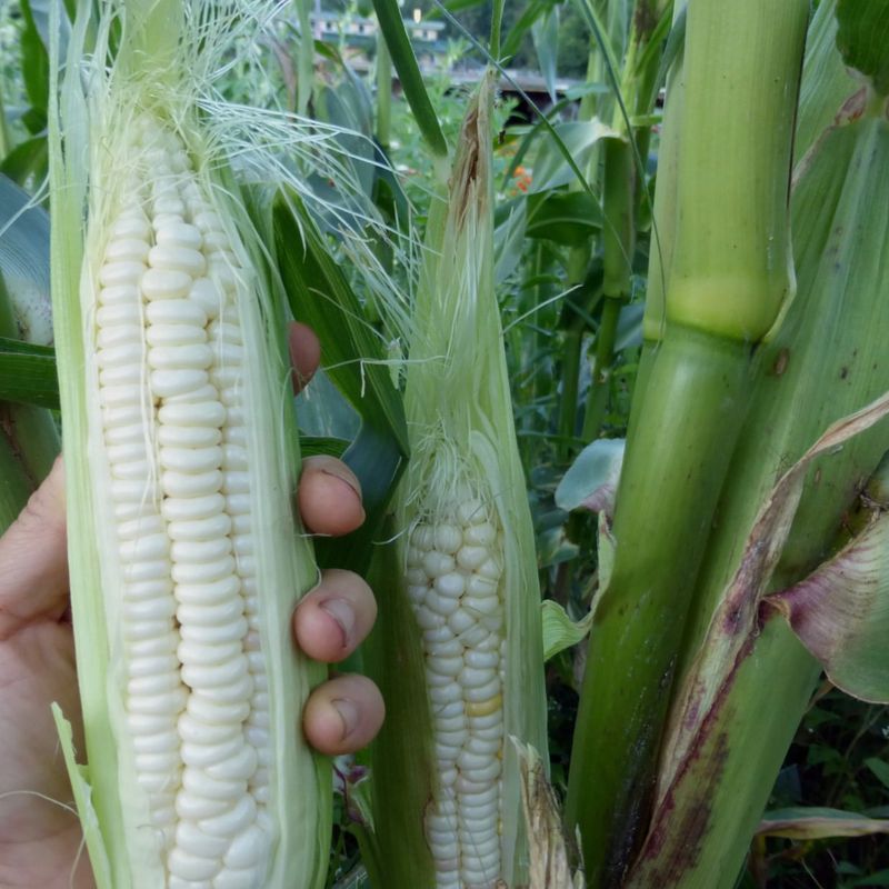 Struggling Sweet Corn