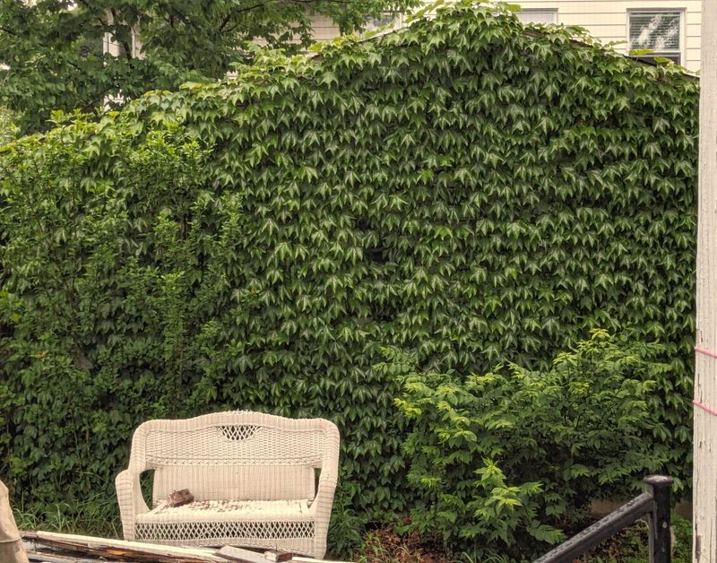 Boston Ivy