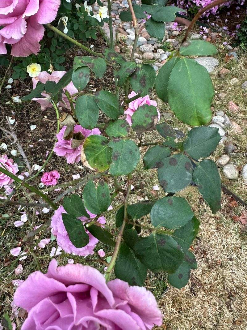 Plant Resistant Rose Varieties