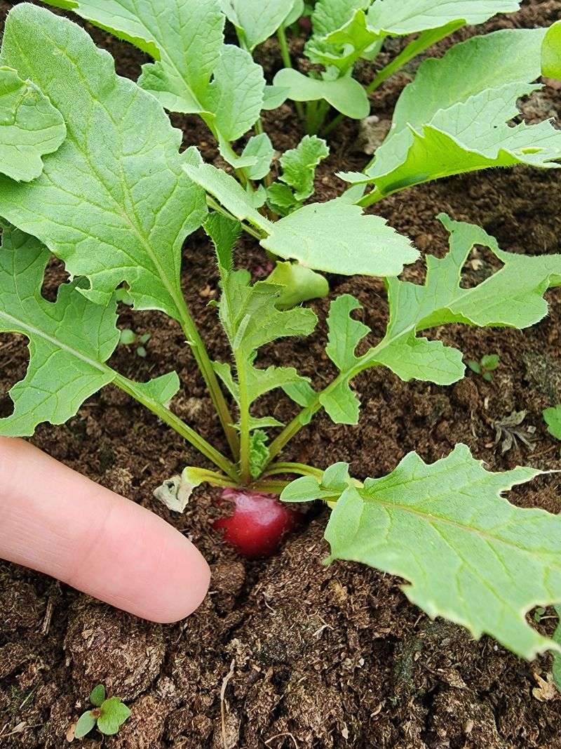 Succession Plant For Continuous Harvests