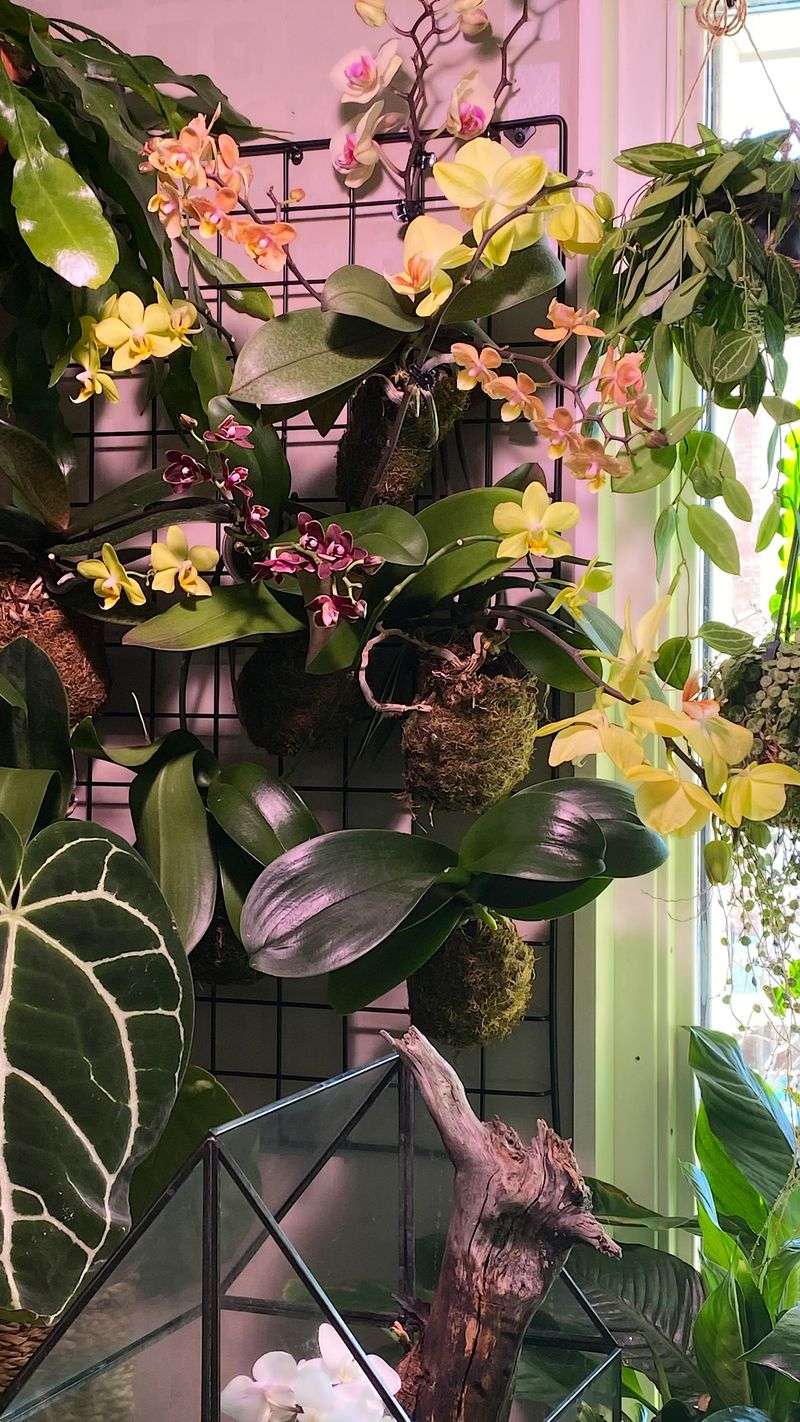 Create Kokedama String Gardens