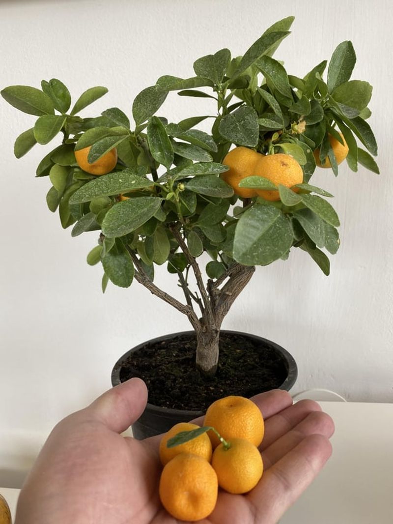 Perfect Your Watering Schedule