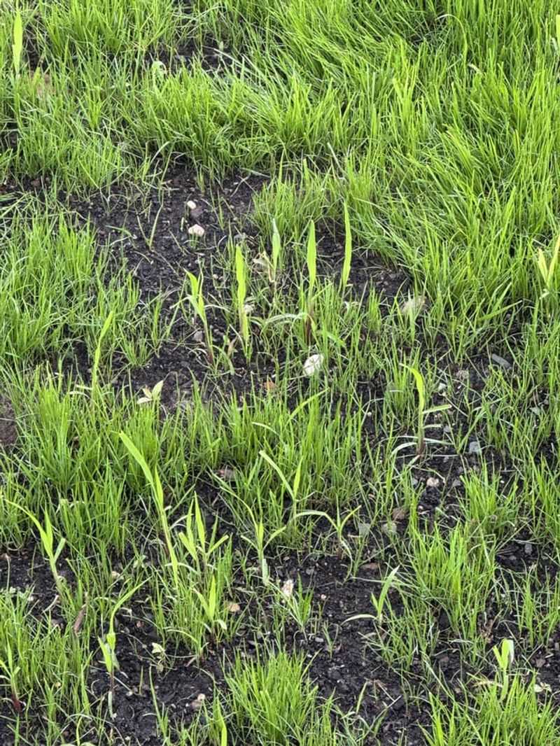 Hand-Seed the Bare Spots