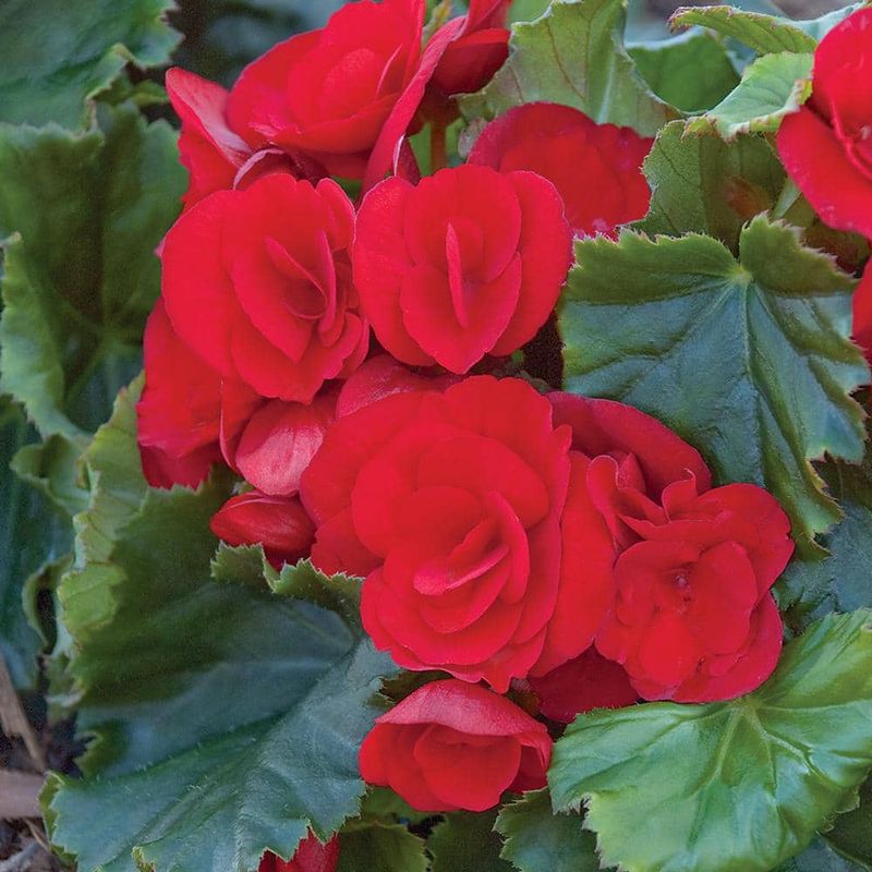 Rieger Begonia