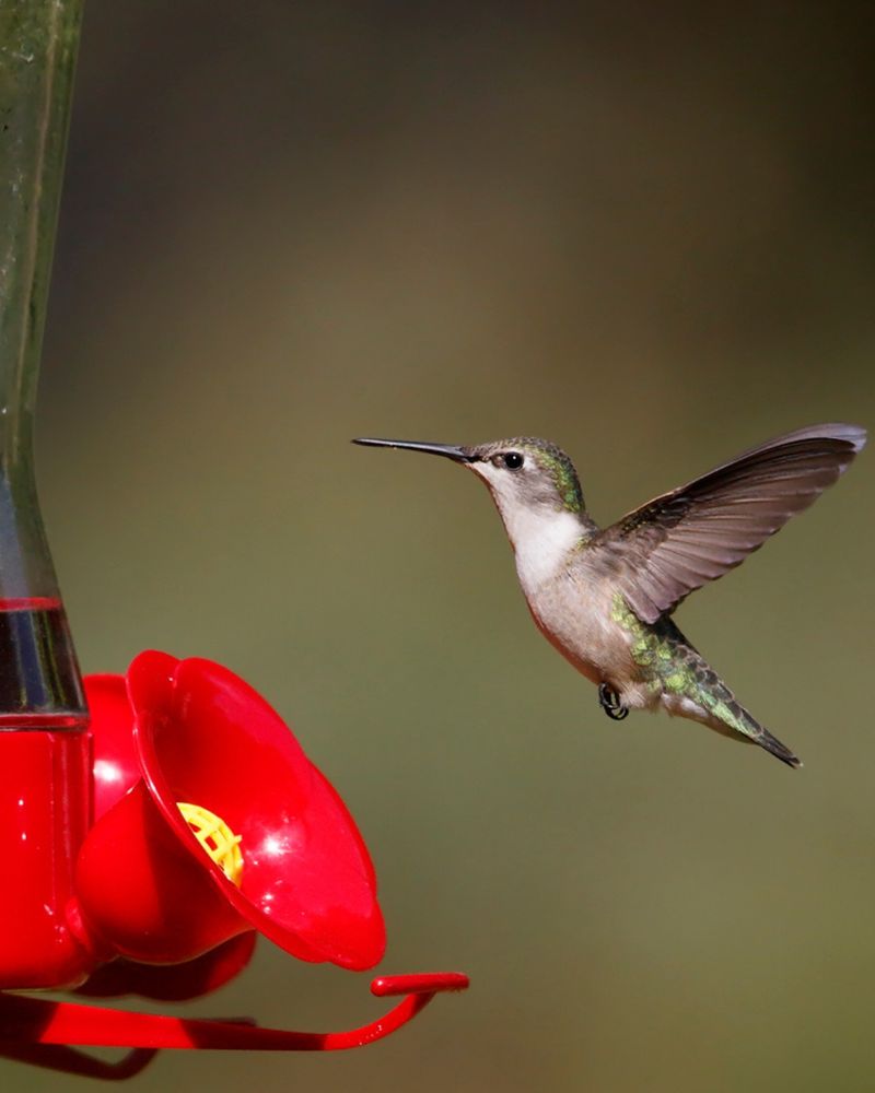 Red Artificial Feeders Outperform Nature