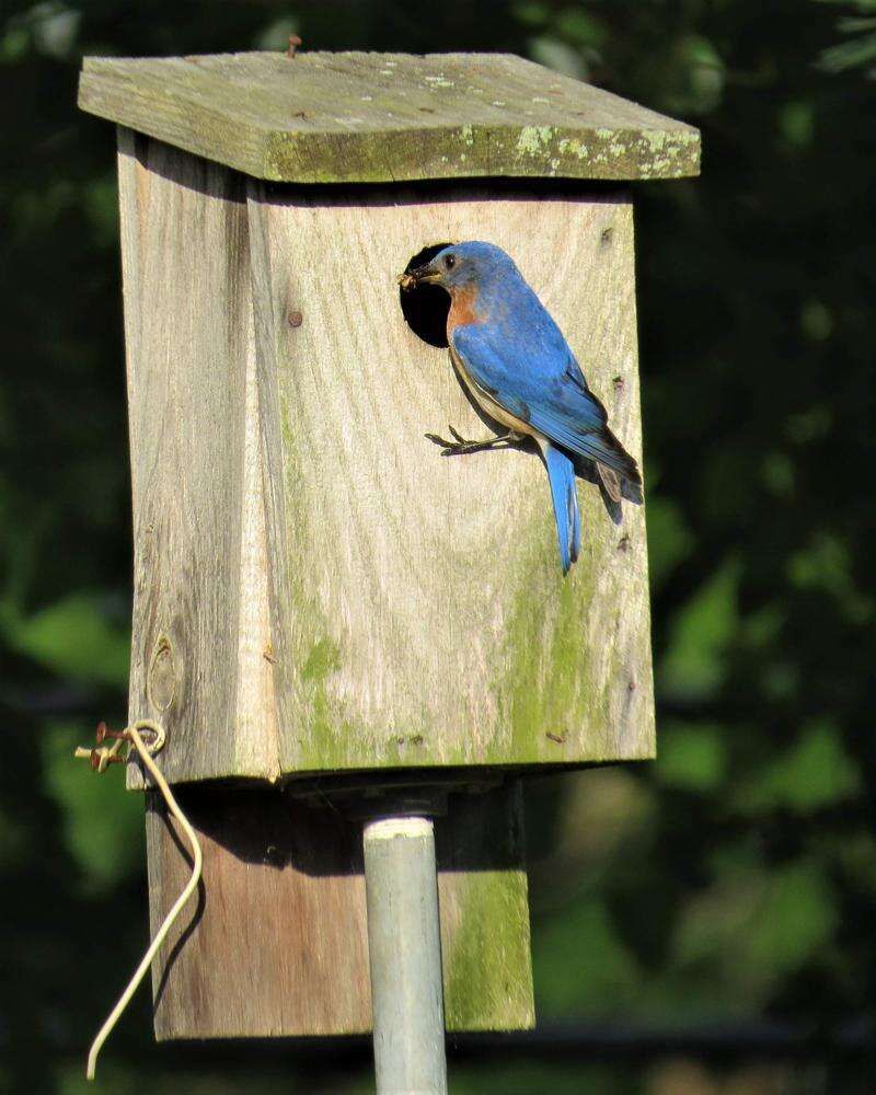 Eastern Bluebird