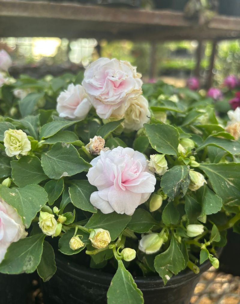 Double Impatiens
