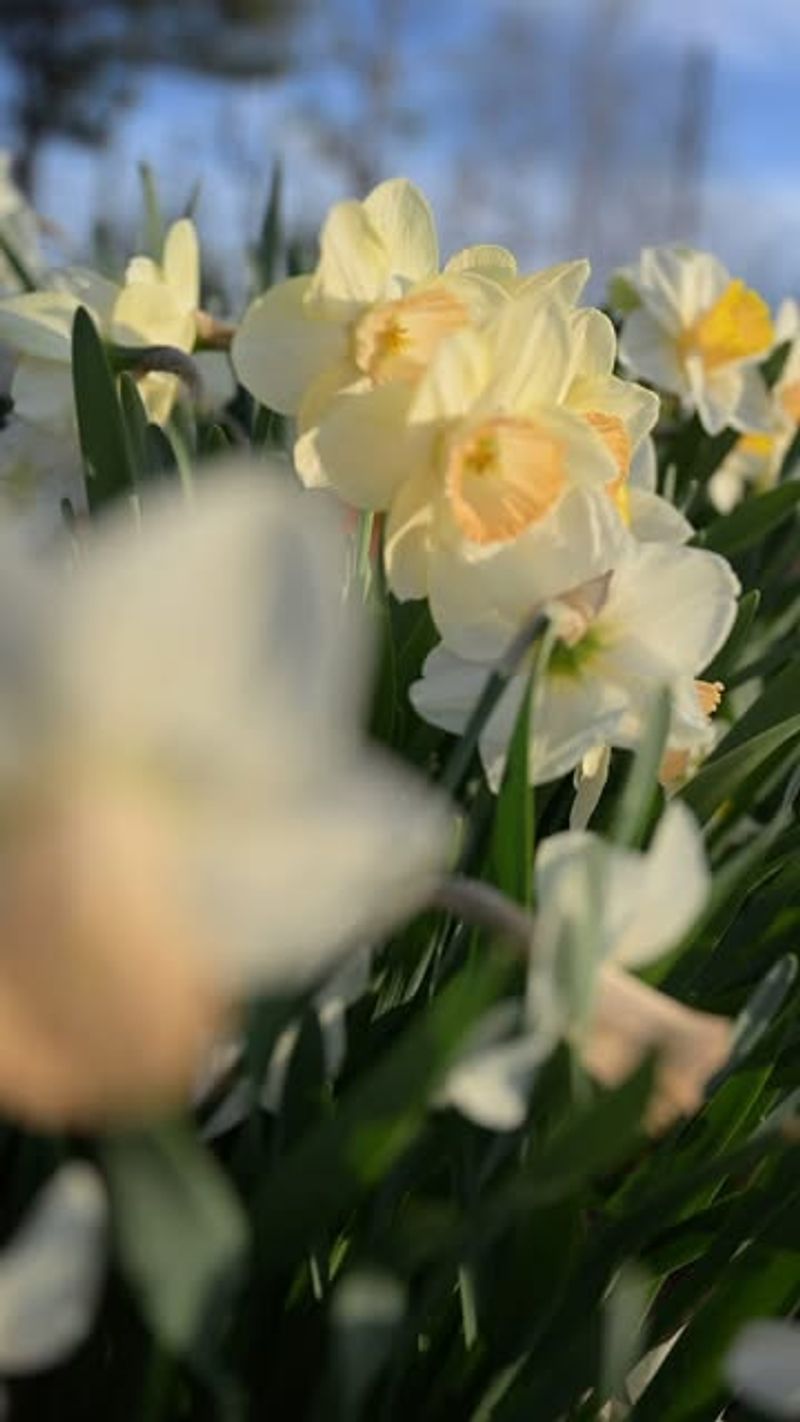 Daffodils