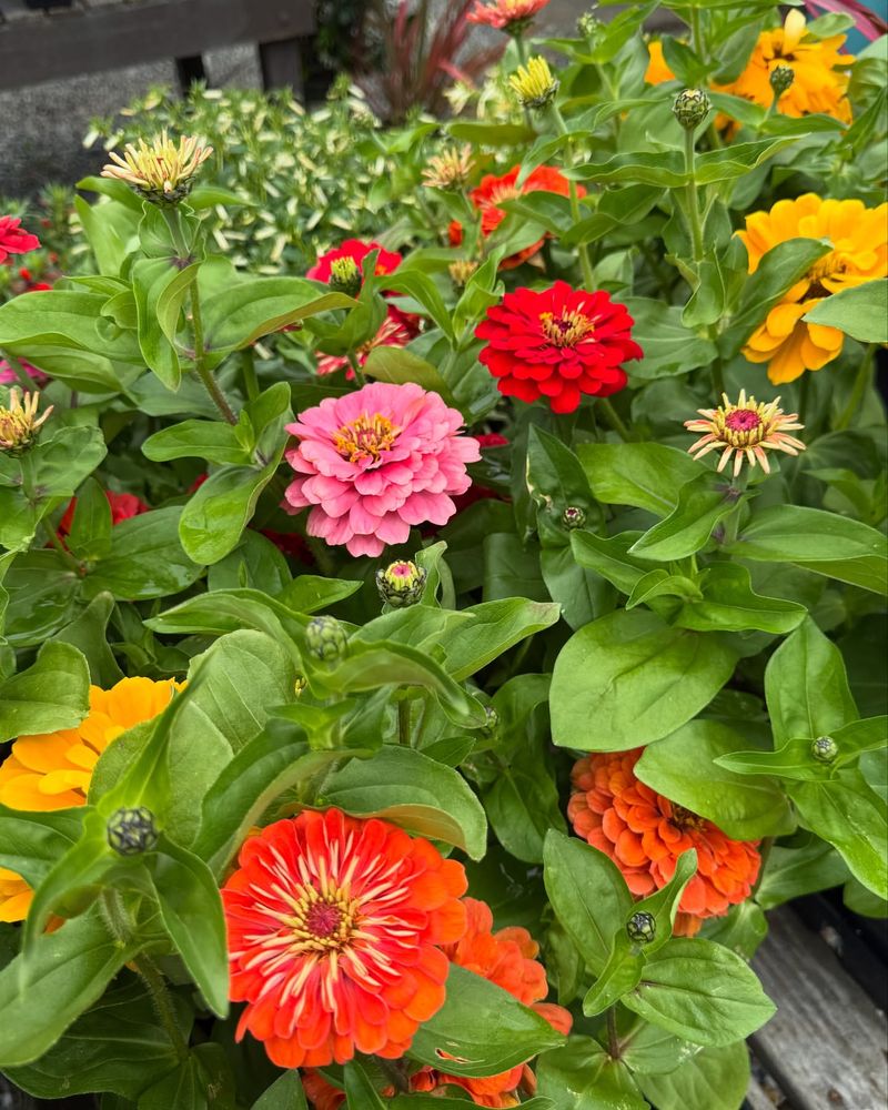 Zinnias: Colorful Quick-Faders
