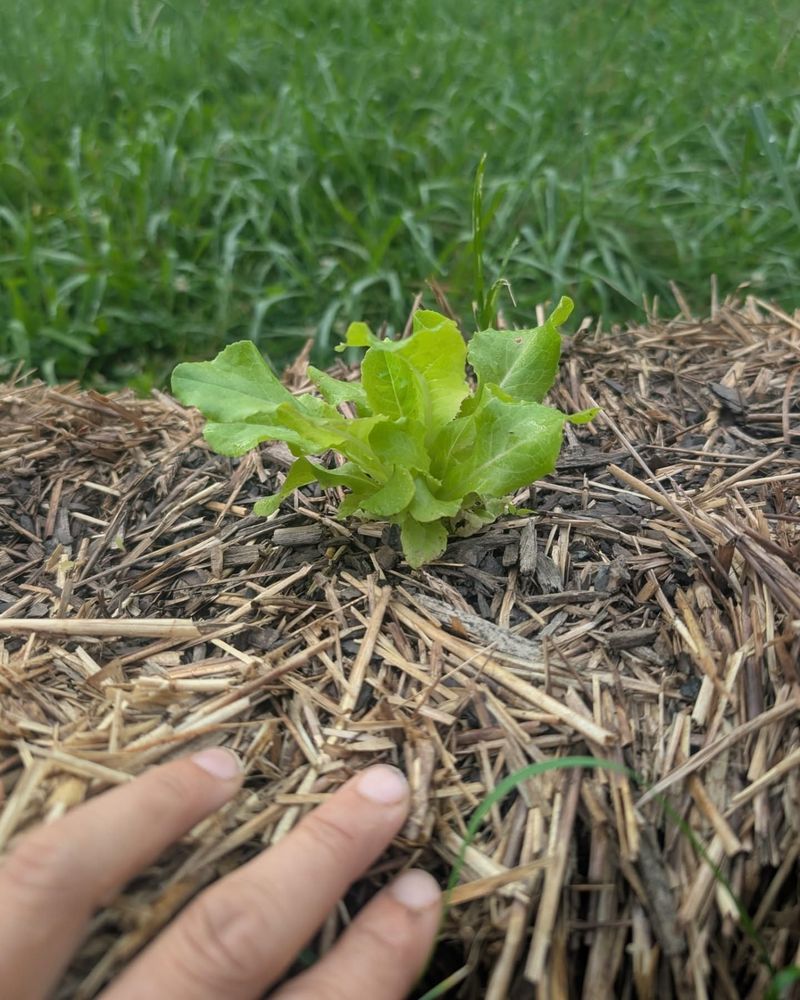 Straw Bale Gardening