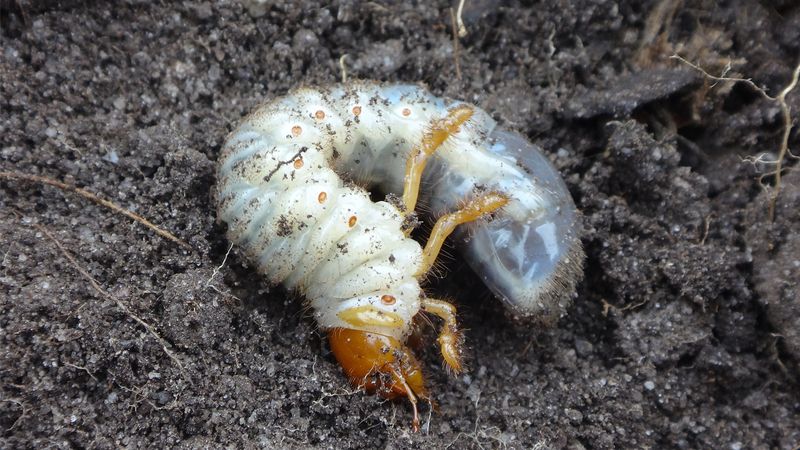 Masked Chafers