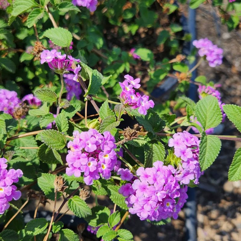 Trailing Lantana (Lantana montevidensis)