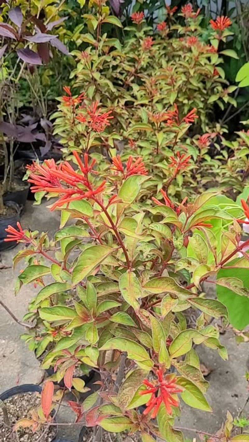 Firebush