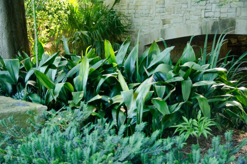 Cast Iron Plant
