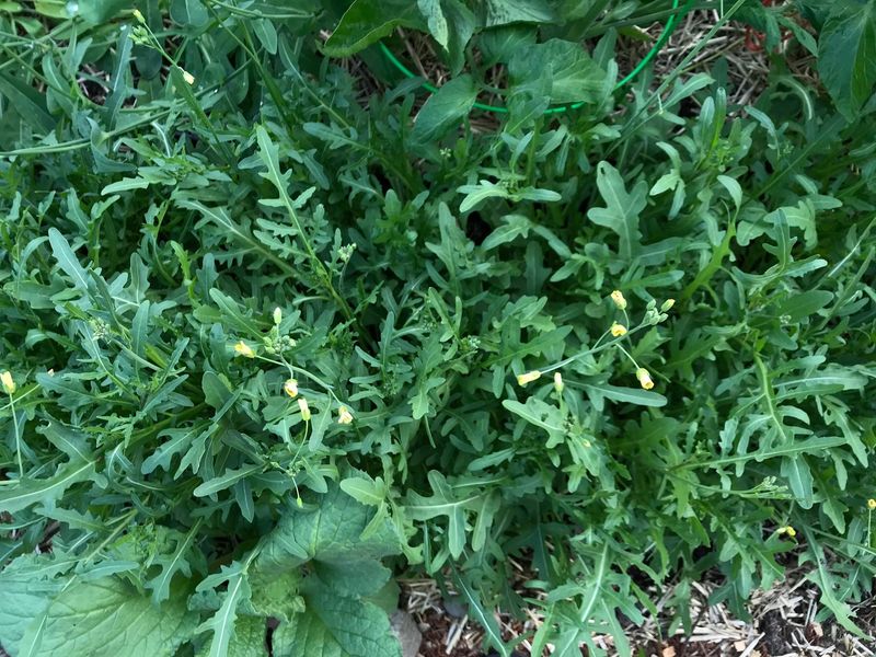 Sylvetta Arugula
