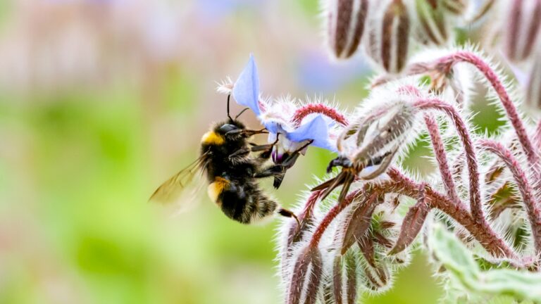 bee on a borage bloom