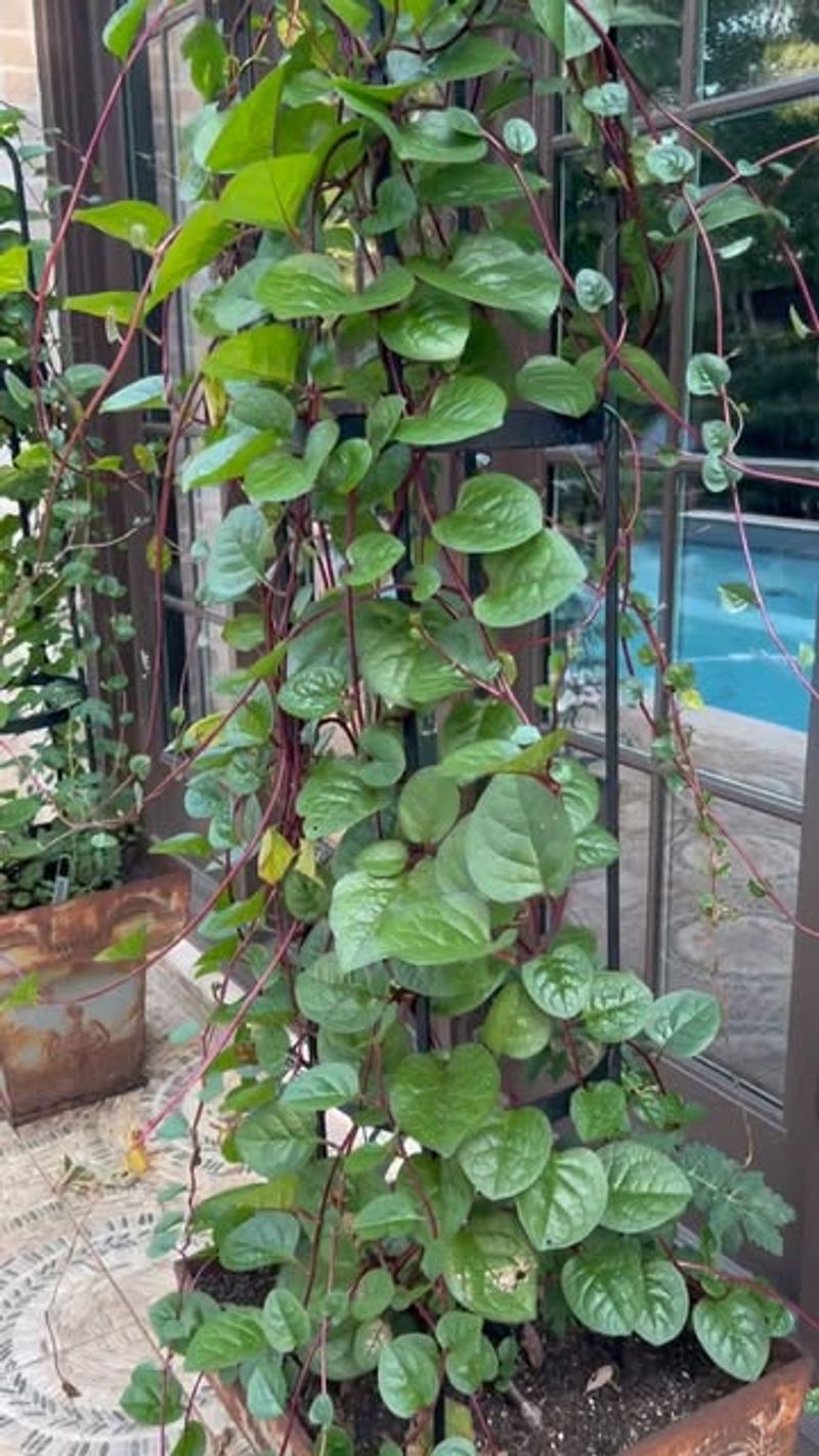 Malabar Spinach: The Summer Green