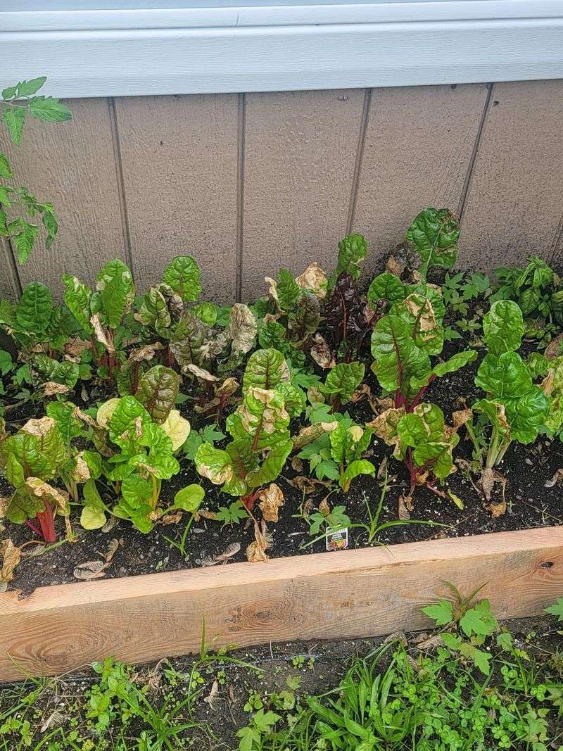 Swiss Chard