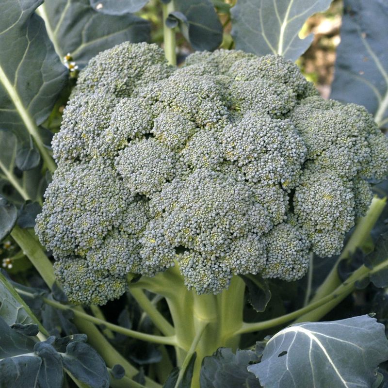 Broccoli