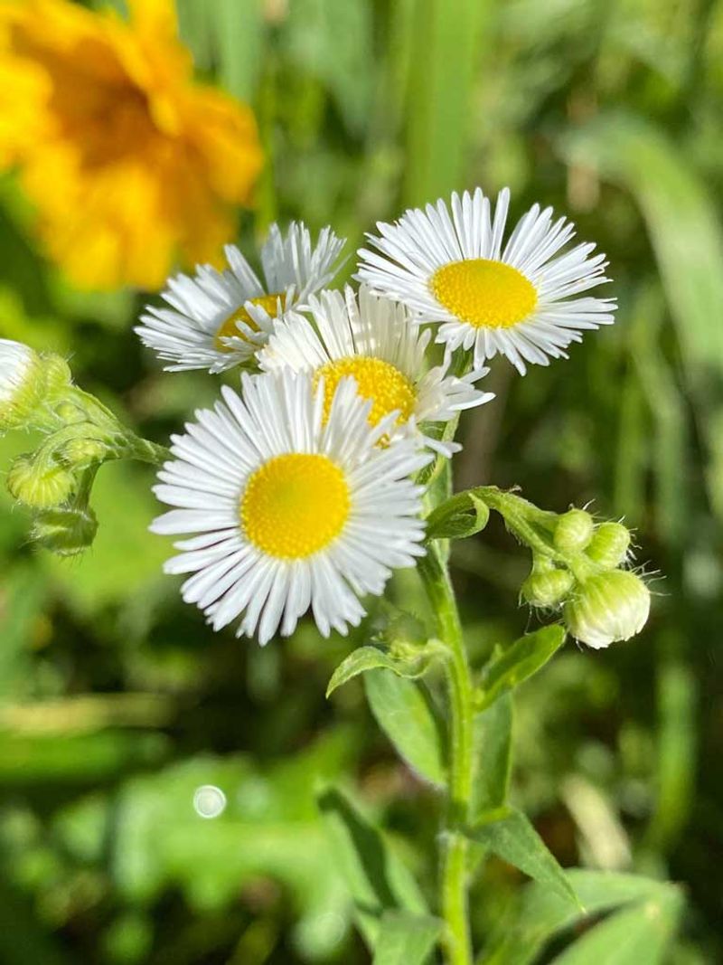Fleabane Daisy