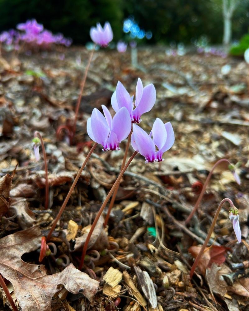 Hardy Cyclamen