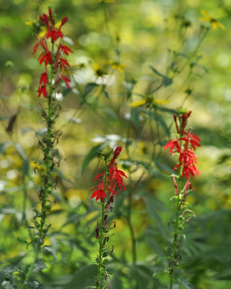 Cardinal Flower