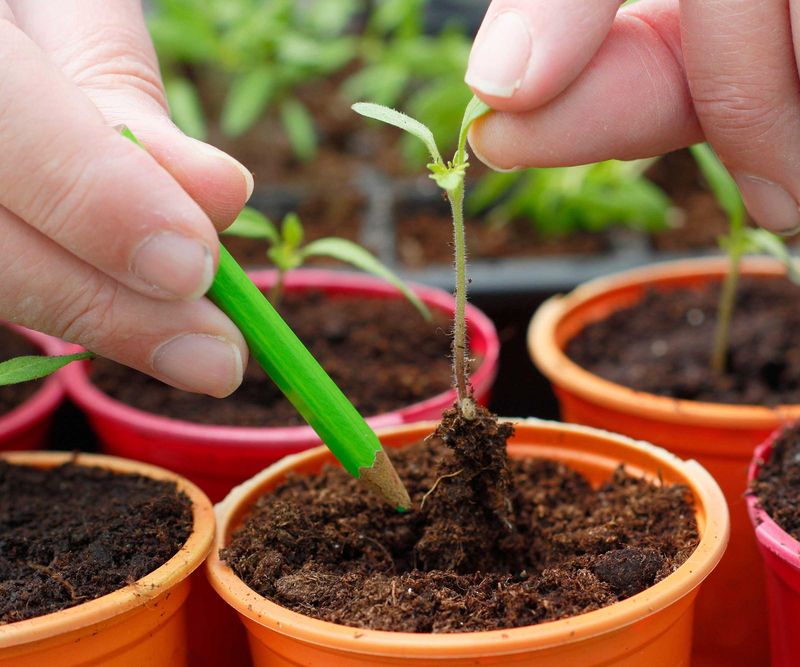 Gentle Seedling Separator