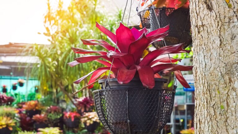 bromeliad plant in a hanging basket