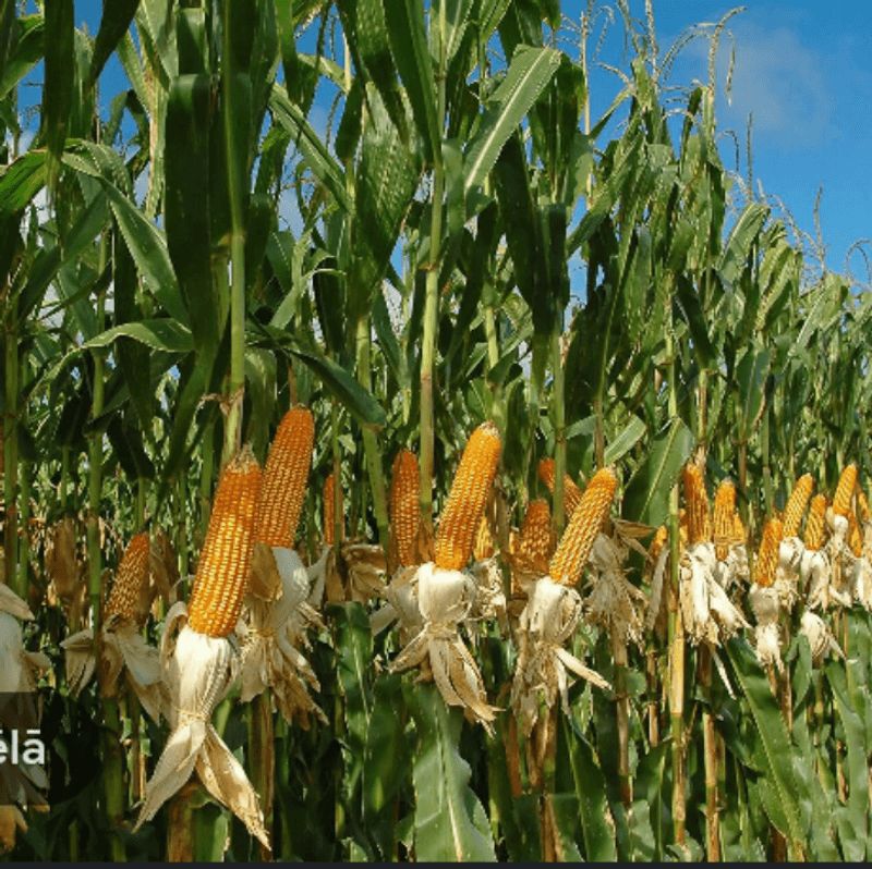 Bioelectric Field Protection