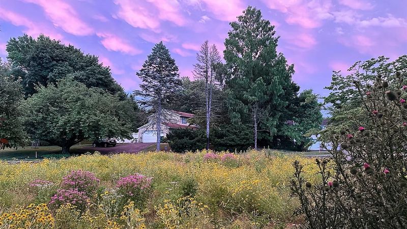 Wild Meadow Lawns