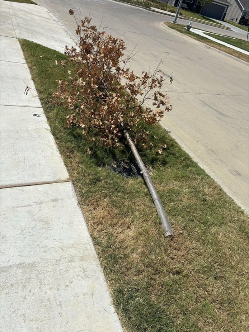 Unauthorized Tree Removal