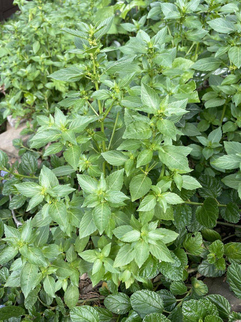 Non-Native Invasive Species