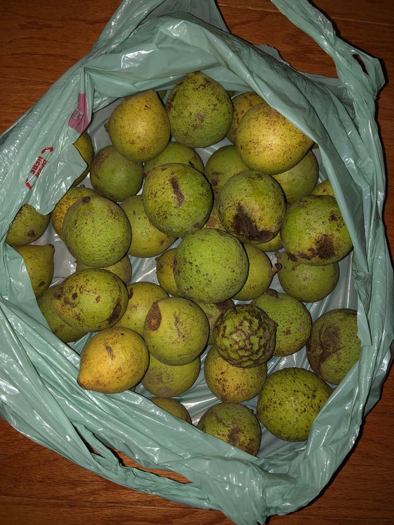 Fresh Walnut Hulls