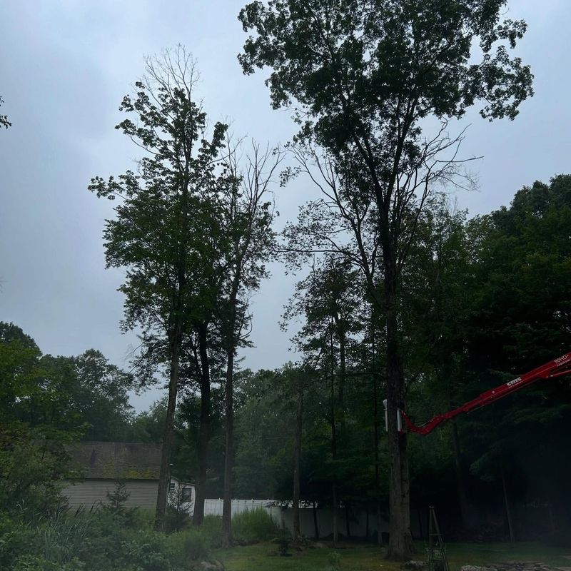 Towering Trees Too Close To Property Lines