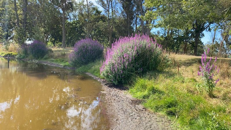 Natural Wetland Margins
