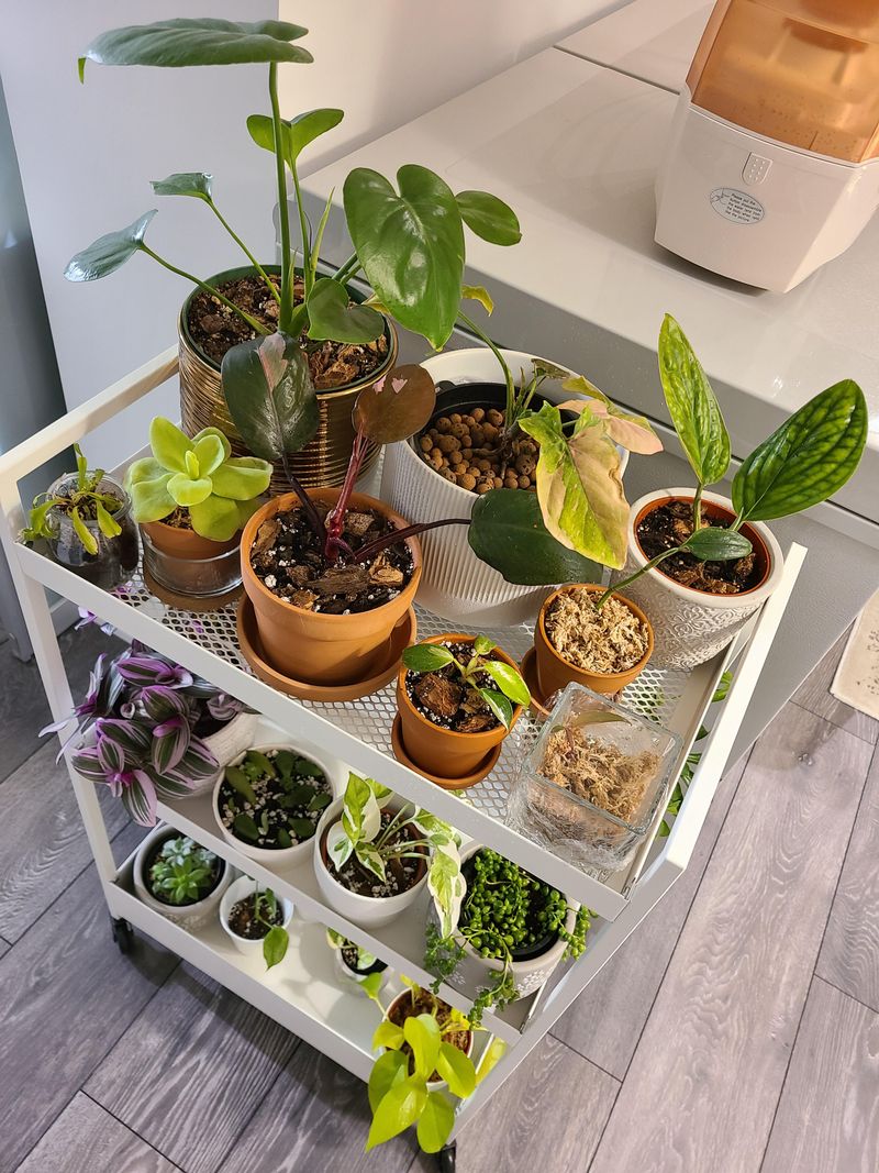 Rolling Cart Garden