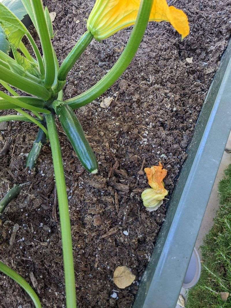 Hand pollinate for reliability