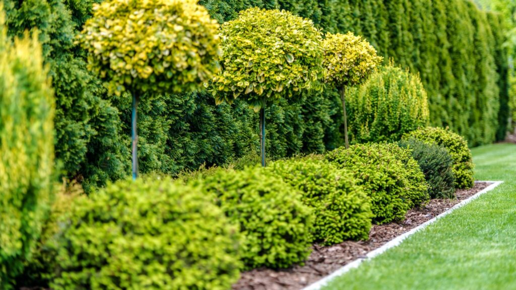 shrubs beneath trees