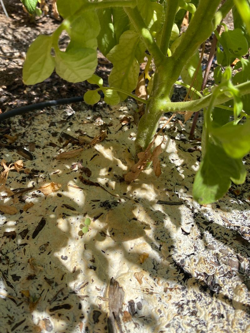 Soil Moisture Evaporation