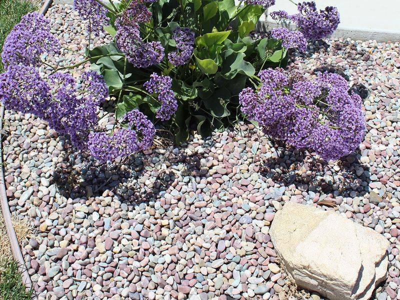 Decorative Rock Gardens With Light-Colored Stones
