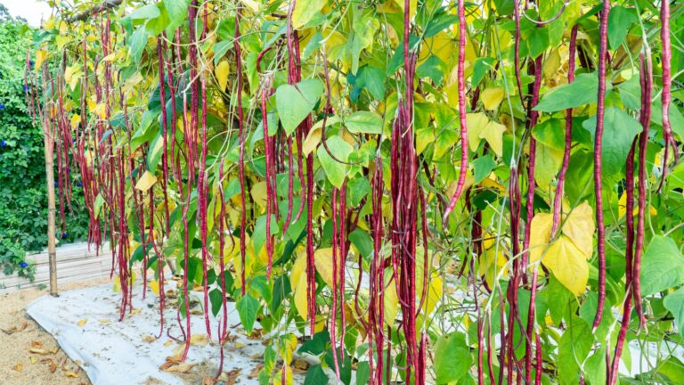 yard long beans veggie