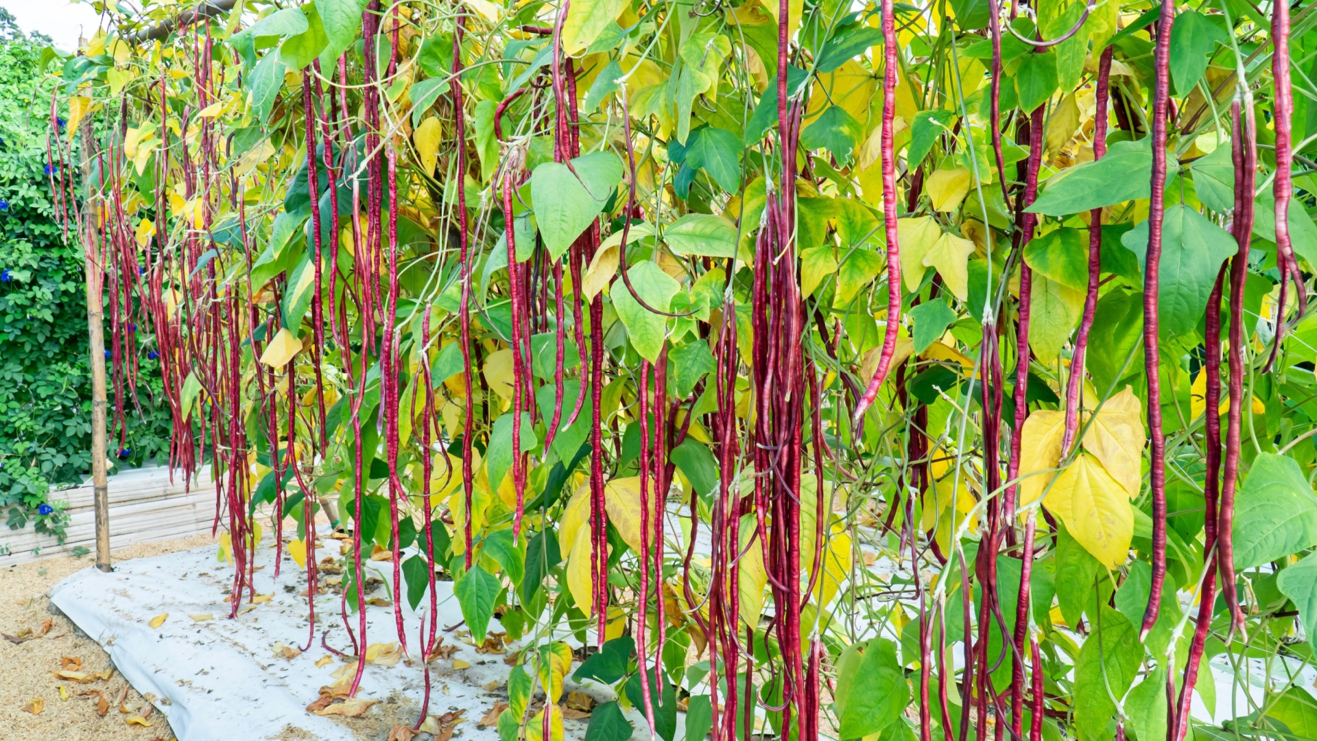 Unique Vegetables To Grow In Your Pennsylvania Garden