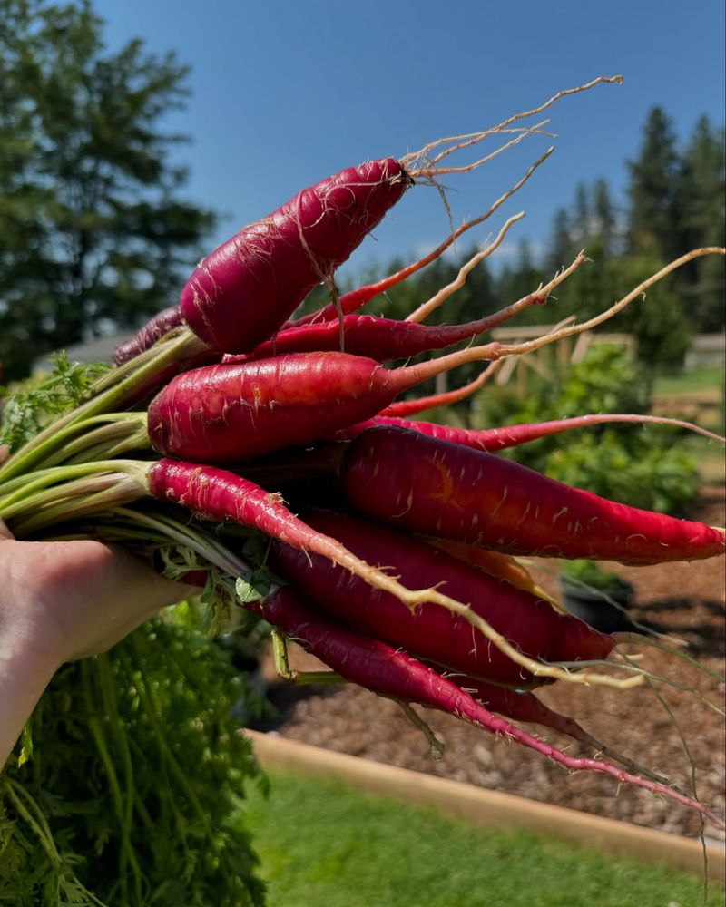 Purple Dragon Carrots