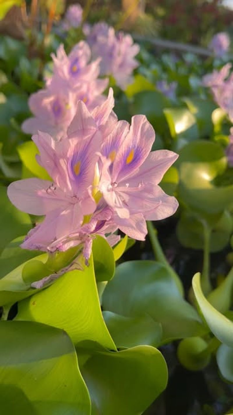 Water Hyacinth Plants