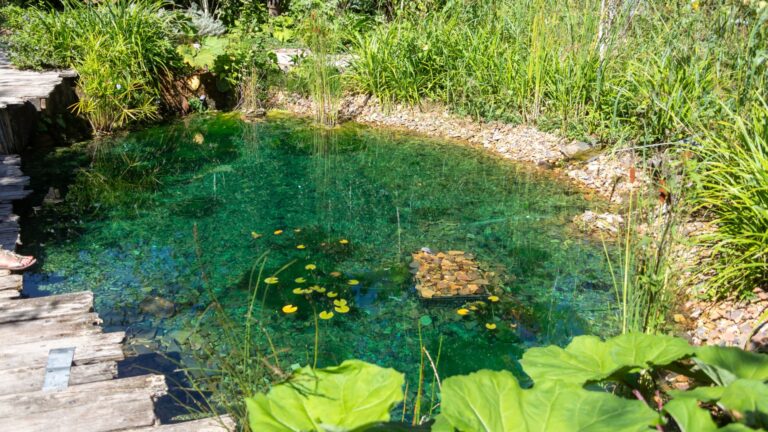 pond in garden