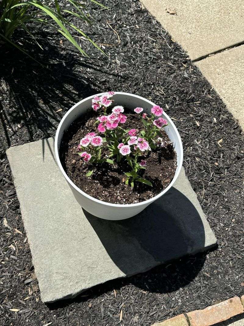 Mulch Applied Too Thickly