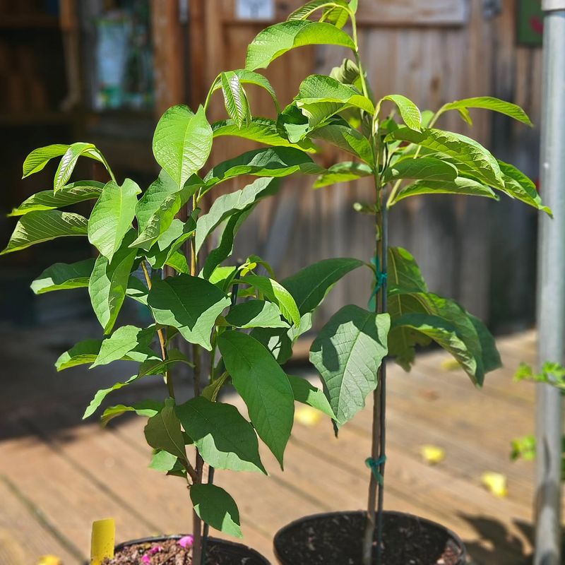 Picky Pawpaws