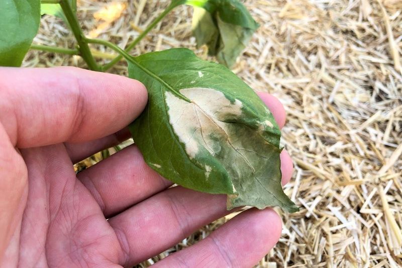 Leaf Sunscald Patches